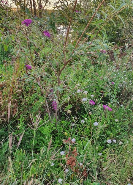  - Trandafiri la baltă 2021