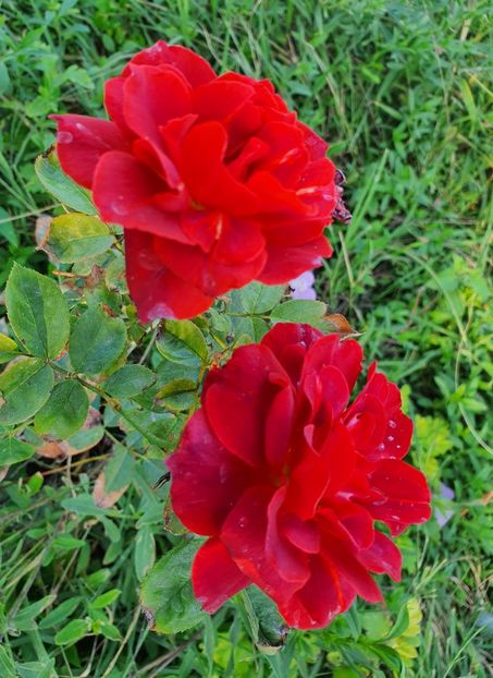  - Trandafiri la baltă 2021