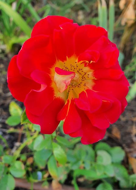 Rock’n roll Stretch Johnson - Trandafiri la baltă 2021