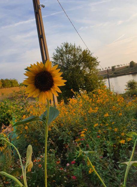  - Trandafiri la baltă 2021