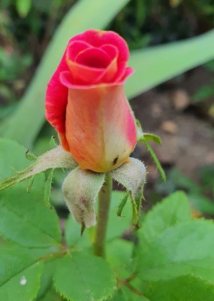  - Trandafiri la baltă 2021