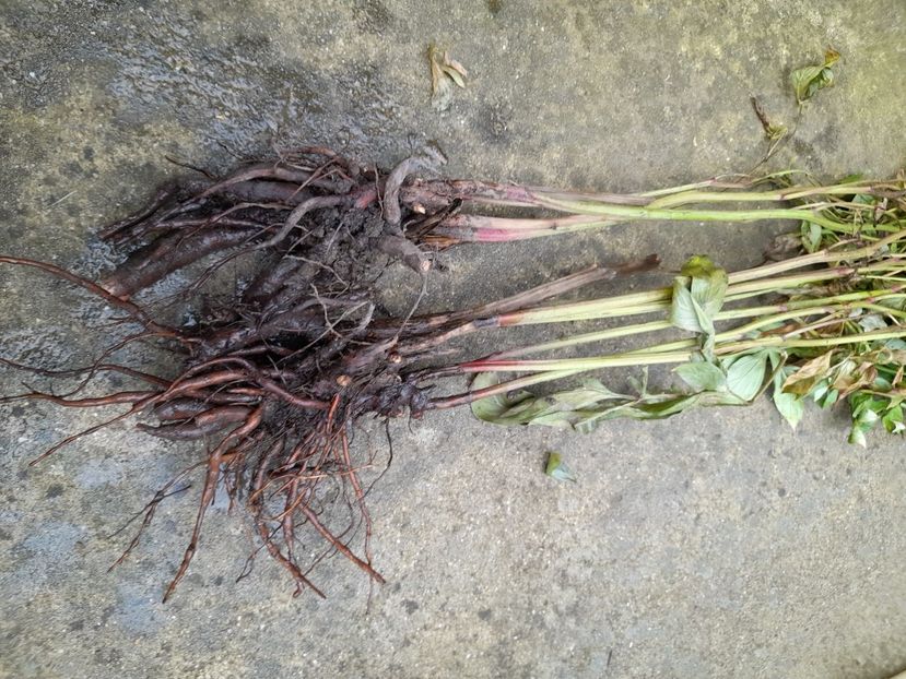 Bujor visiniu - AAAAAA DISPONIBIL