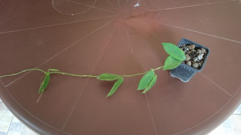 Hoya Thomsonii -40 lei - 1 PLANTE DE VINZARE