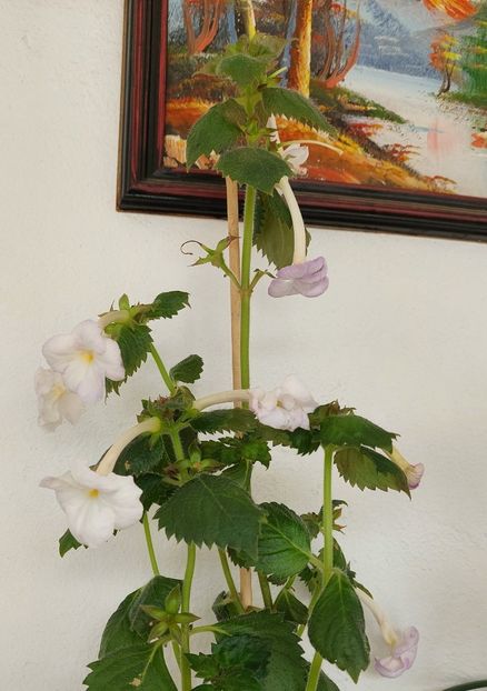  - BIANCO NATALE