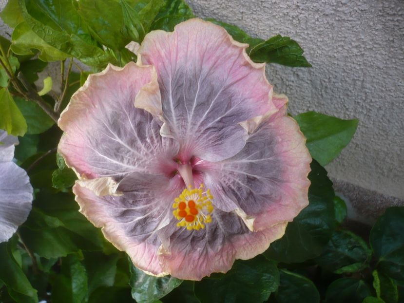 P1500820 - HIBISCUSI 2021-3
