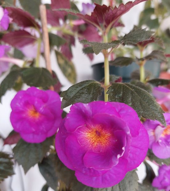  - PURPLE MYSTERY