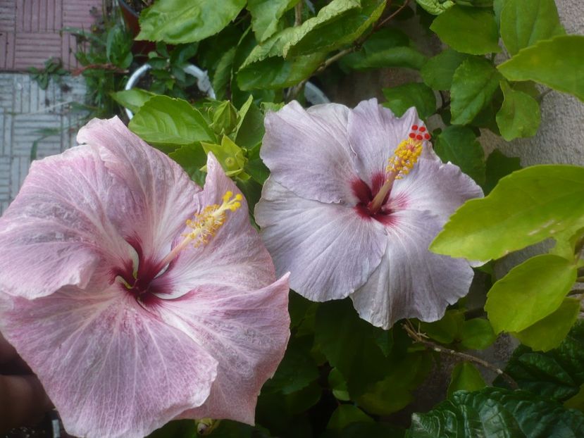 P1500824 - HIBISCUSI 2021-3