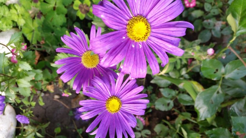 2021-08-28 08.35.02 - Flori si copii blanosi