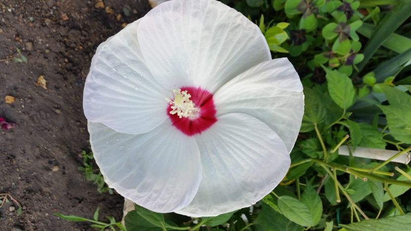 2021-08-28 08.35.37 - Flori si copii blanosi