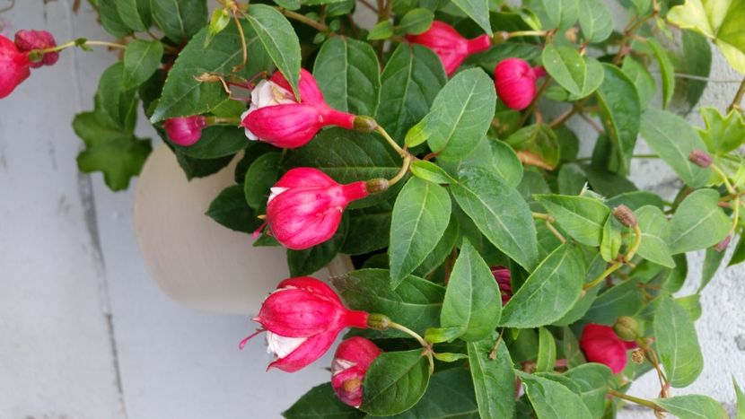 2021-08-28 08.42.58 - Flori si copii blanosi