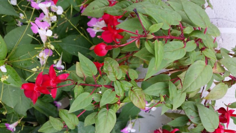 2021-08-28 08.53.50 - Flori si copii blanosi