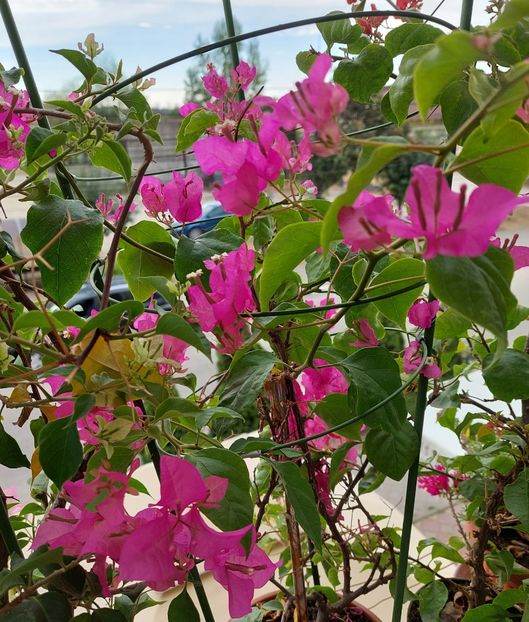  - Bougainvillea