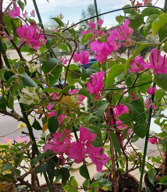  - Bougainvillea