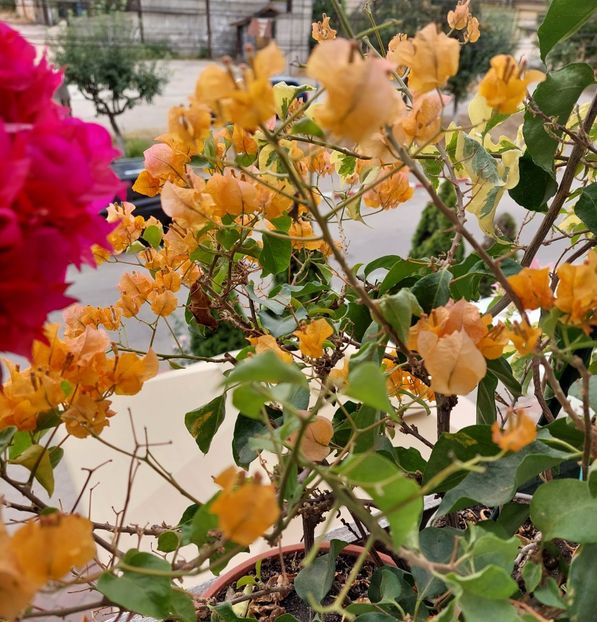  - Bougainvillea