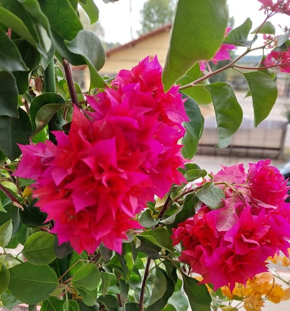  - Bougainvillea