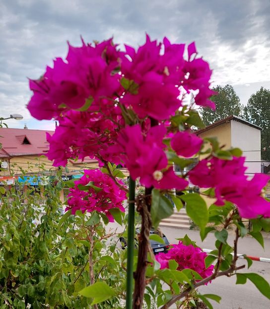  - Bougainvillea