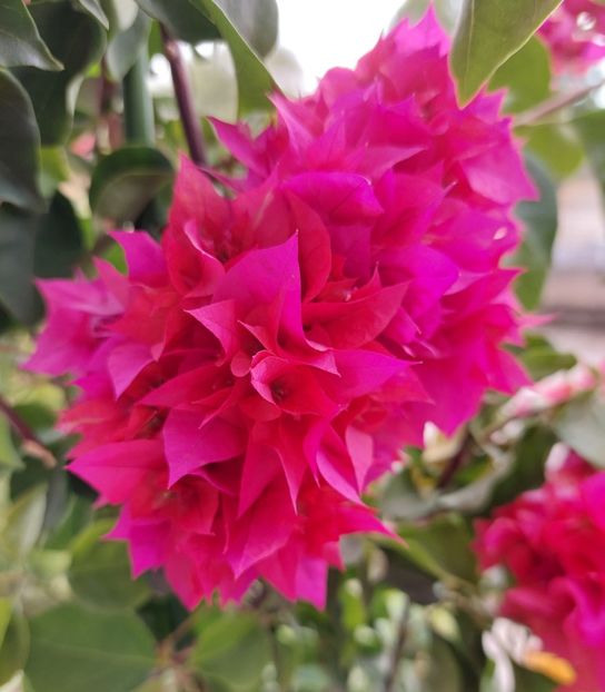  - Bougainvillea