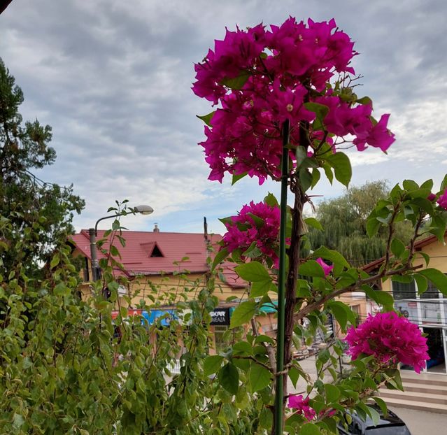  - Bougainvillea