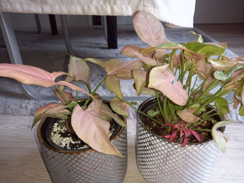  - Plante verzi de apartament