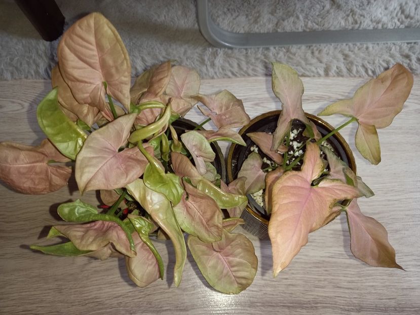  - Plante verzi de apartament