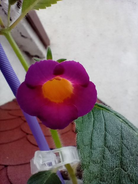 MMs Mexhet - 00 2021
