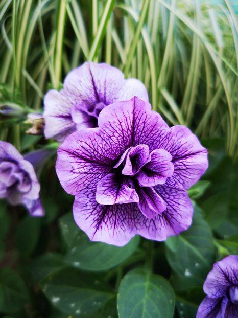 Petunie dubla - 0 0 2021