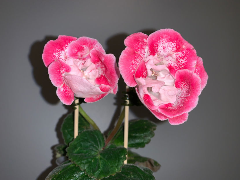  - Gloxinia 2021