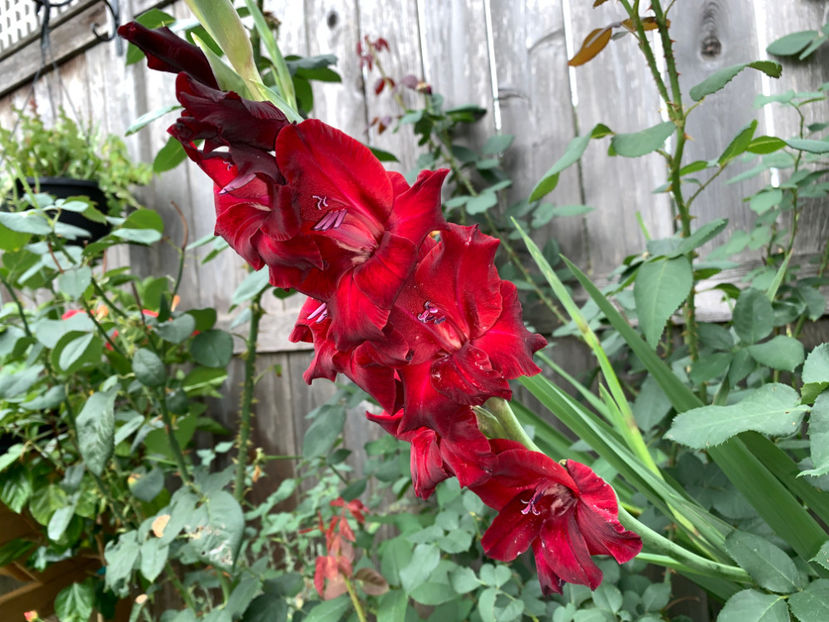  - Jurnalul gradinii 2021