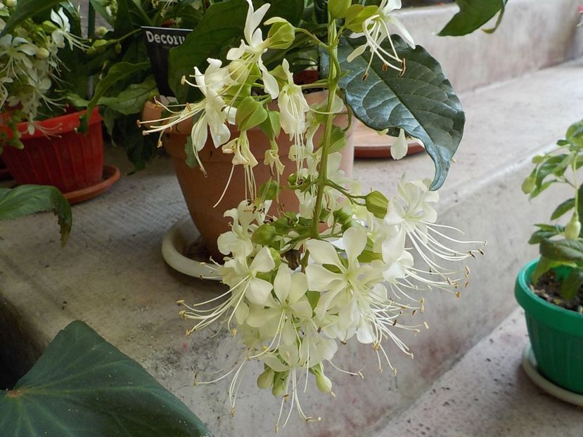  - clerodendron