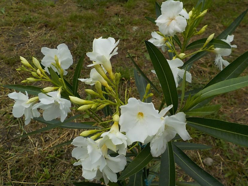 - mont blanc leandru nr 22