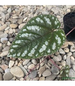 cissus-discolor (2) - 20 21