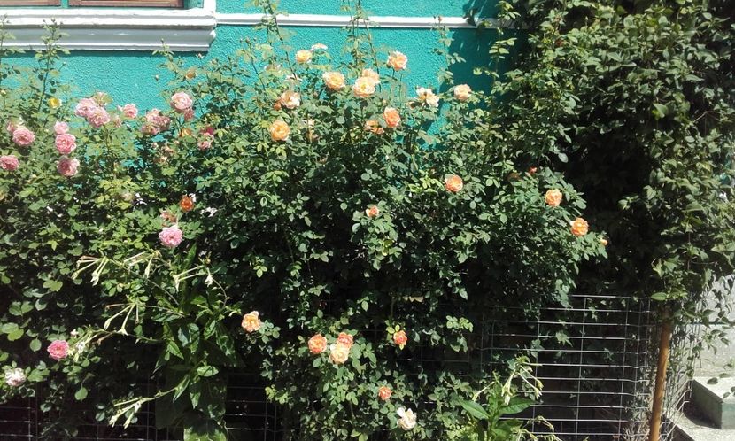 02 08 2021 - Lady of Shalott