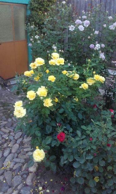 12 08 2021 - Friesia