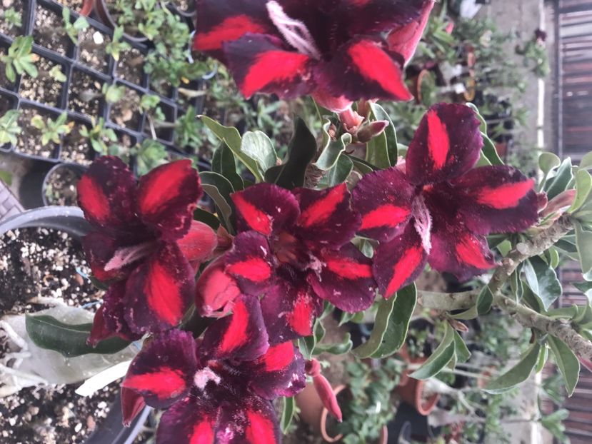 2505844D-C08D-4B2D-848C-89339AD92DDE - Purple Raimbow