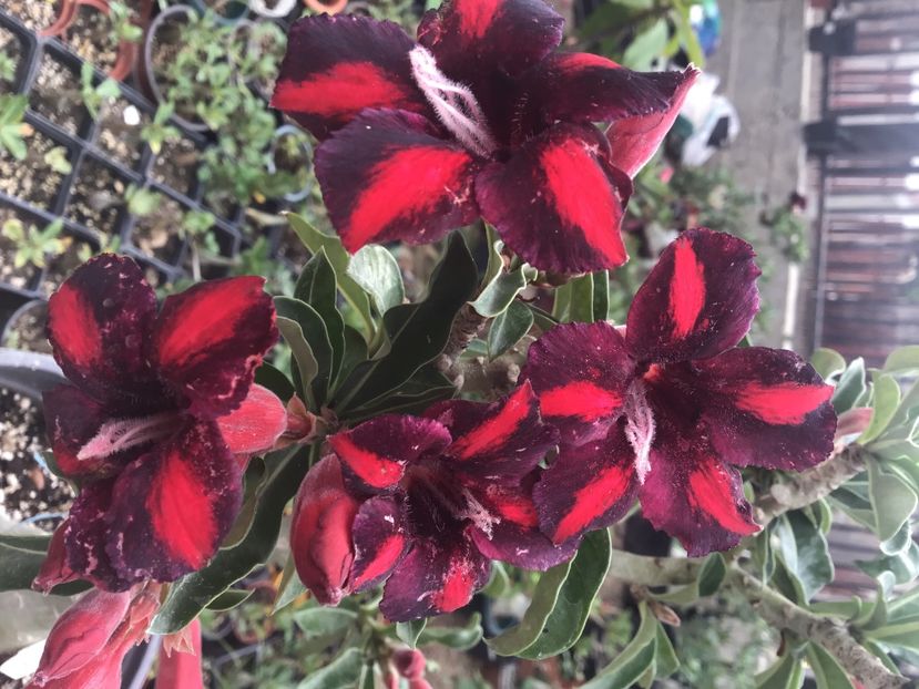 BF456AD0-B447-40F5-BBD3-1F2519740B47 - Purple Raimbow