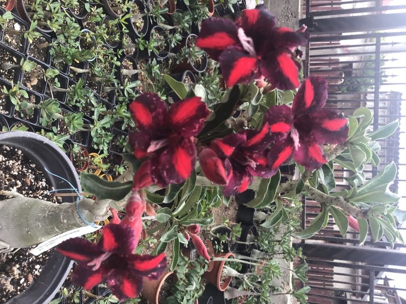 049FDBD6-AA2E-4E58-999E-70ABA668D056 - Purple Raimbow