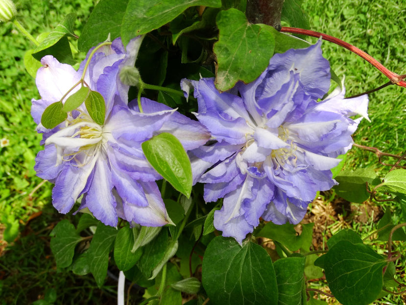  - Clematis
