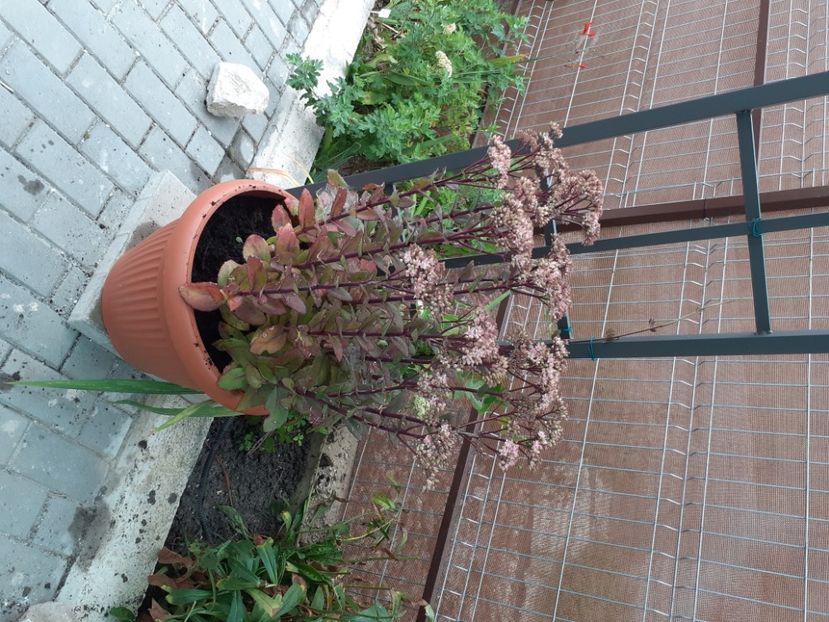  - Gradina mea work in progress