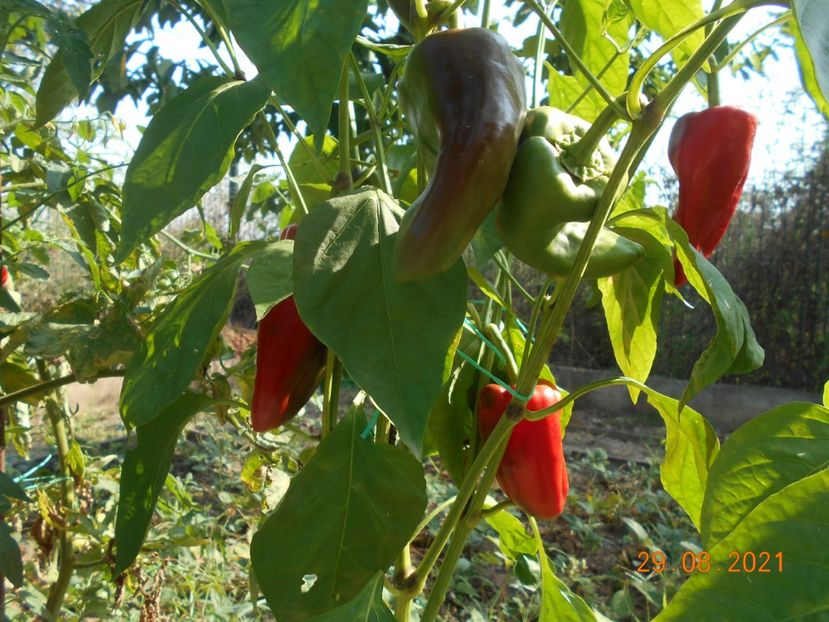  - 02 Gradina de legume 2021