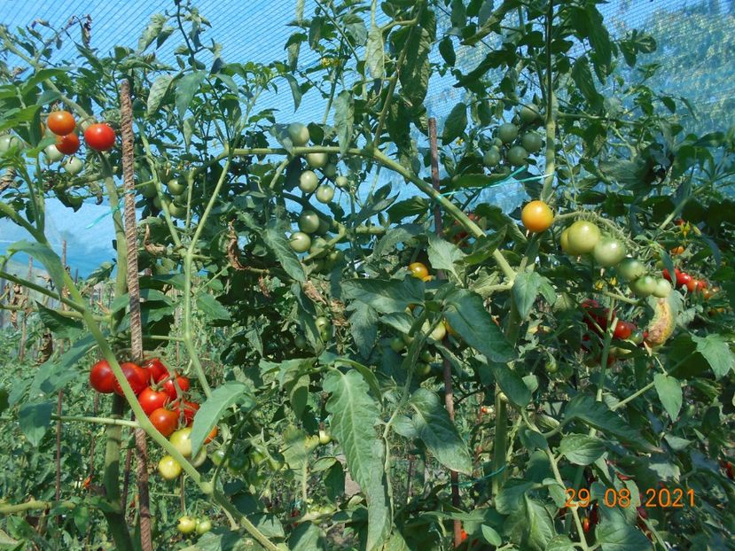  - 02 Gradina de legume 2021