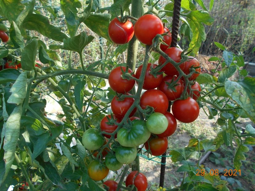  - 02 Gradina de legume 2021