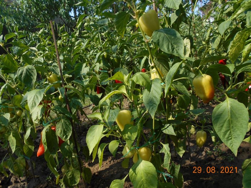  - 02 Gradina de legume 2021