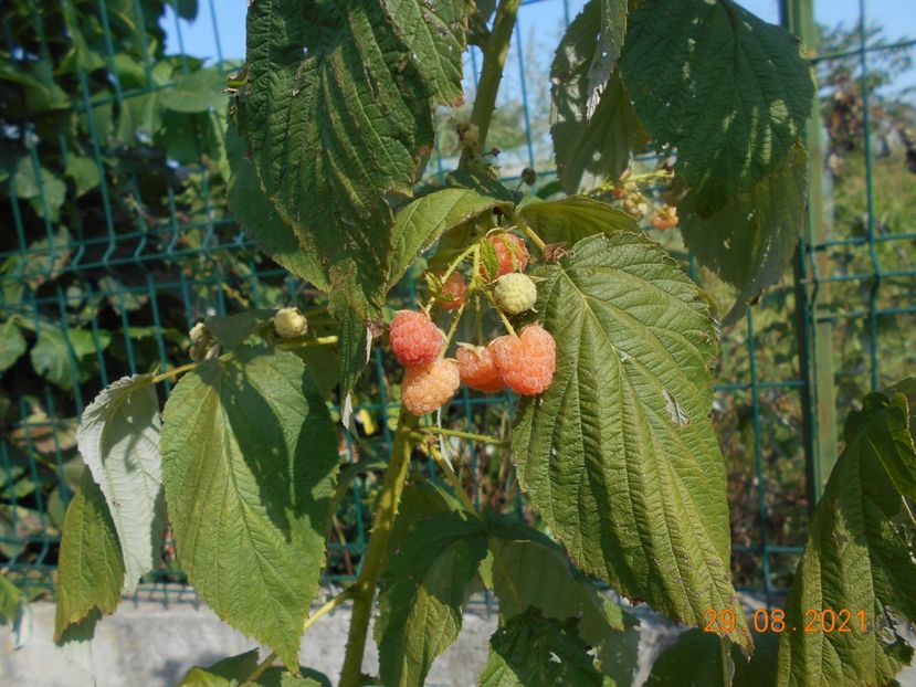  - 02 Gradina de legume 2021