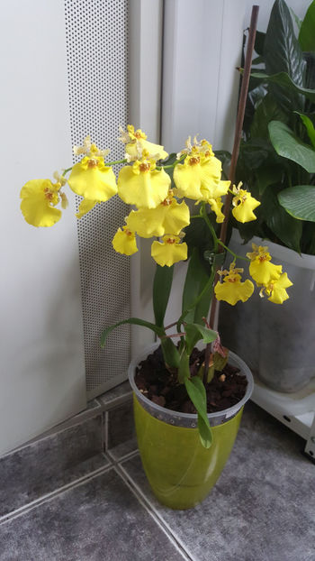 oncidesa "sweet sugar" - Orhidee_4_simpodiale cu pseudobulbi