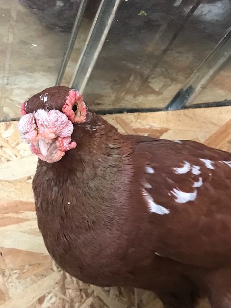 6E81ACED-C323-454A-BFAB-0AA67DA4B5FC - Berberi2021