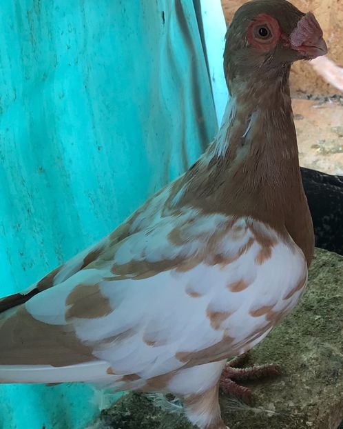 Femela 2021 - Tineret 2021