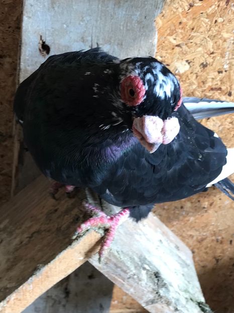 099B2731-3234-43FC-AFC1-C5198104D11A - Tineret 2021