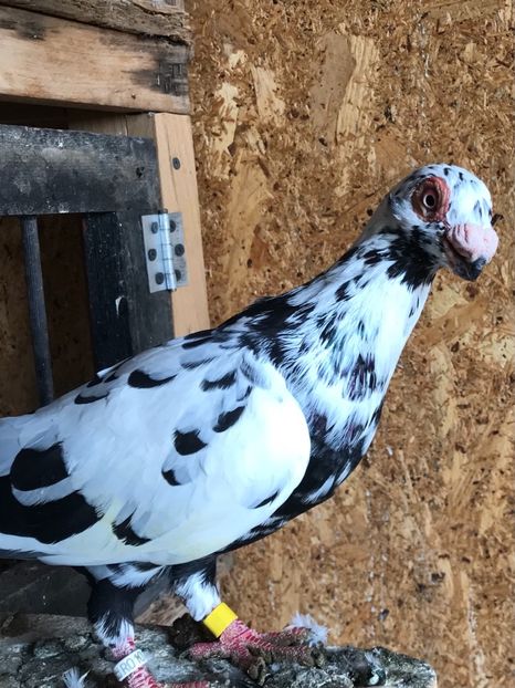 DCEF611E-6B5C-4D5F-AB25-038A30527D82 - Tineret 2021