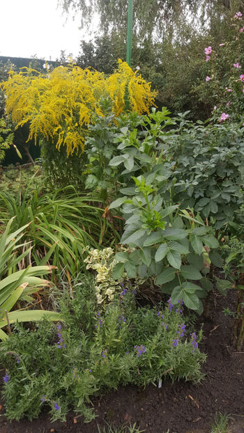 solidago canadensis - Gradina si terasa PrimaLuce_8-Hello 2021