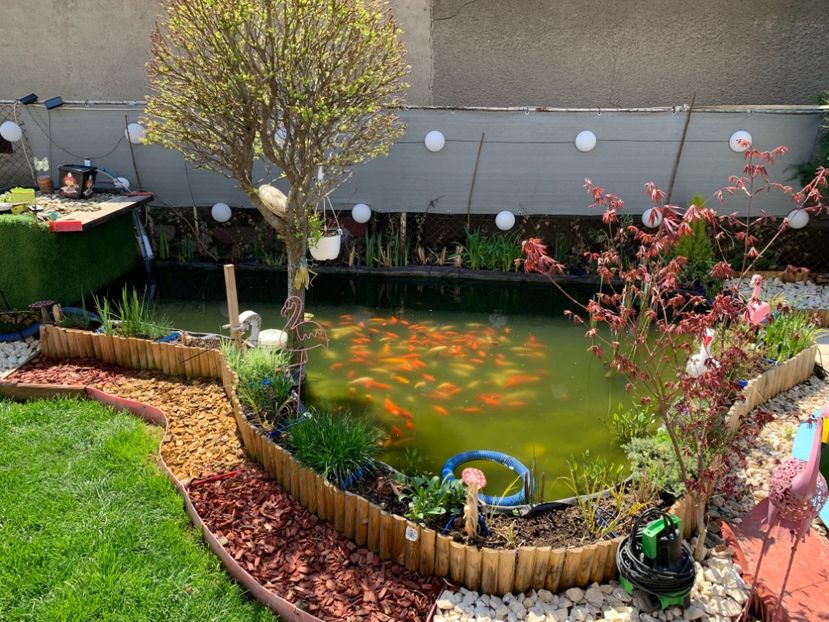 ACAB77B1-E5AF-42C5-9ACF-B303FD55DB55 - Pești iaz